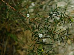 Coleonema calycinum