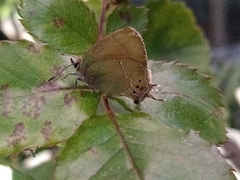 Callophrys xami