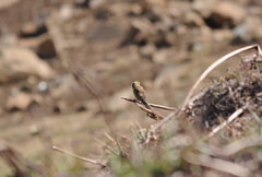 Crithagra symonsi