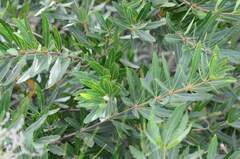 Brabejum stellatifolium