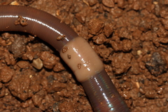 Aporrectodea trapezoides