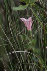 Lobostemon hottentoticus