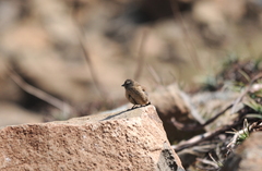 Crithagra symonsi