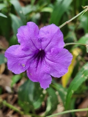 Ruellia simplex