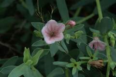 Lobostemon hottentoticus