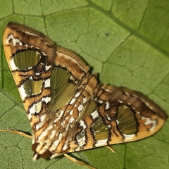 Glyphodes sibillalis