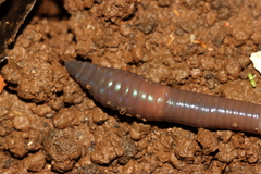 Aporrectodea trapezoides