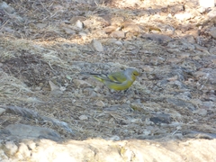 Carduelis citrinella