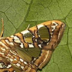 Glyphodes sibillalis