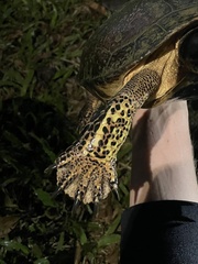 Rhinoclemmys funerea