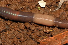 Aporrectodea trapezoides