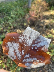 Erysiphe liriodendri