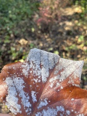 Erysiphe liriodendri