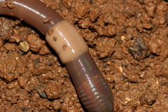 Aporrectodea trapezoides