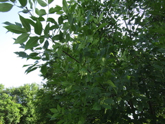 Fraxinus pennsylvanica lanceolata