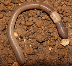 Aporrectodea trapezoides