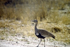 Eupodotis ruficrista