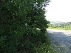 Fraxinus pennsylvanica lanceolata