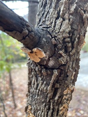 Steccherinum ochraceum