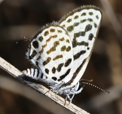 Tarucus theophrastus