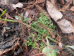 Callitriche nuttallii