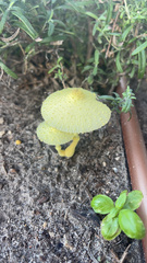 Leucocoprinus birnbaumii
