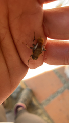 Merodon equestris