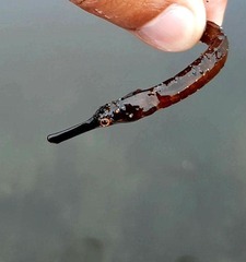 Leptonotus blainvilleanus
