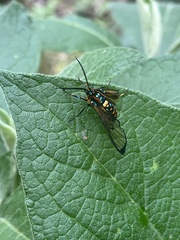 Gymnelia pavo