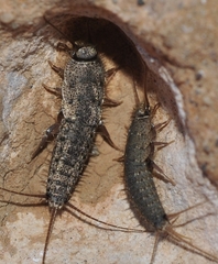 Ctenolepisma almeriensis