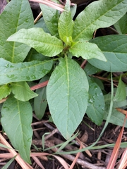 Phytolacca