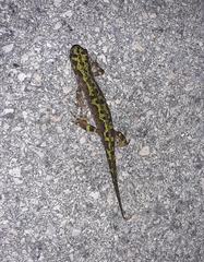 Triturus marmoratus