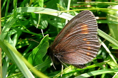 Erebia pharte