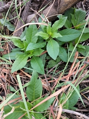 Phytolacca