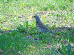 Turdus pilaris