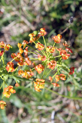Euphorbia cyparissias