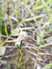 Rhynchospora colorata
