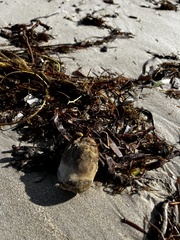 Porifera