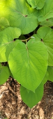Ipomoea batatas