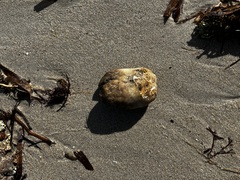 Porifera