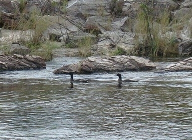 Brazilian Merganser (Mergus octosetaceus), photo 4