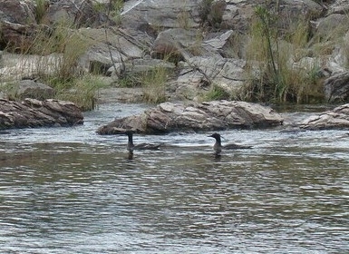 Brazilian Merganser (Mergus octosetaceus), photo 5