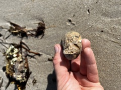 Porifera