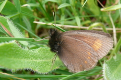 Erebia pharte