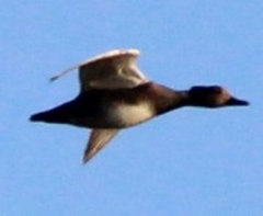 Lophodytes cucullatus