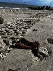 Amphimedon compressa