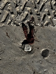 Amphimedon compressa