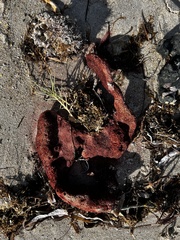 Amphimedon compressa