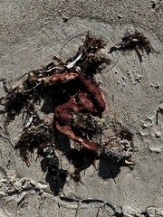 Amphimedon compressa