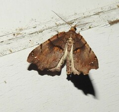 Chalastra pellurgata